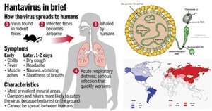Infographic summarizing hantavirus symptoms, transmission, and global distribution