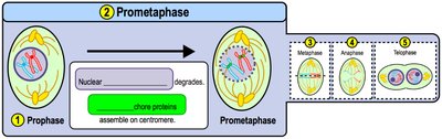 Prometaphase: nuclear envelope breakdown and spindle attachment