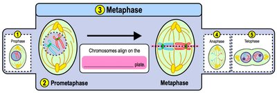 Metaphase: chromosomes align at metaphase plate