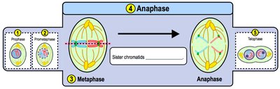 Anaphase: sister chromatids separate