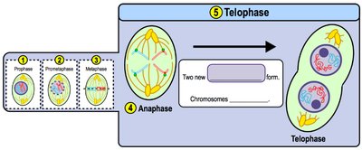 Telophase: two new nuclei form