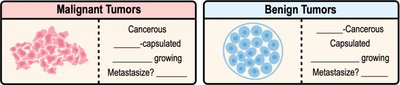Malignant tumor: cancerous, invasive