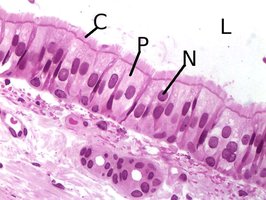 Ciliated pseudostratified columnar epithelium