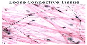 Loose connective tissue