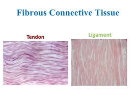 Fibrous connective tissue: tendon and ligament