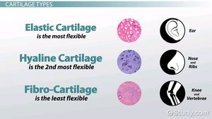 Types of cartilage and their locations