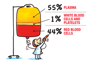 Blood composition: plasma, white blood cells, red blood cells