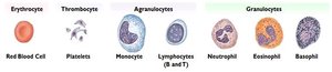 Types of blood cells