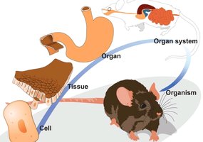 Hierarchy of structural organization in animals