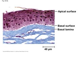 Epithelial tissue showing apical and basal surfaces