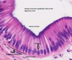 Simple columnar epithelial cells in digestive tract