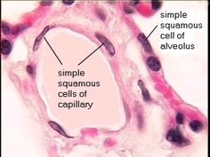 Simple squamous cells in alveolus and capillary