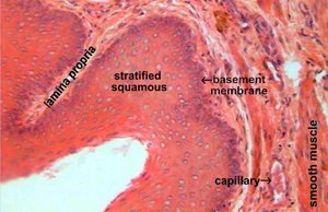 Stratified squamous epithelium