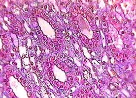 Simple cuboidal epithelium in kidney tubule