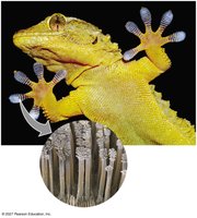 Gecko toe hairs and van der Waals interactions
