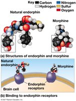 Molecular mimic: endorphin and morphine