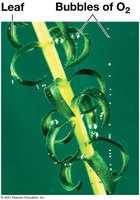 Photosynthesis: solar-powered rearrangement of matter