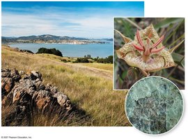 Serpentine plant community