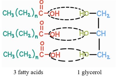 Triglyceride formation: 3 fatty acids + 1 glycerol