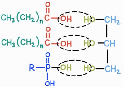 Phospholipid structure