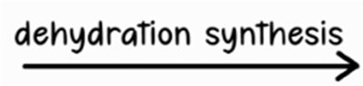 Phospholipid structure with R-group