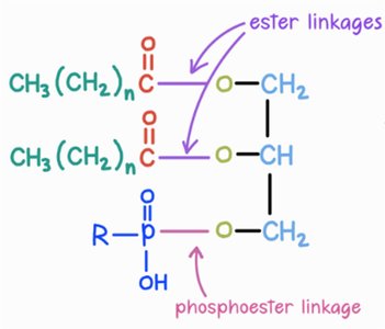 Dehydration synthesis
