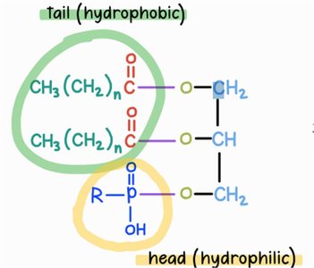 3 H2O released in triglyceride formation