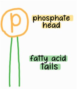 Phospholipid tail and head