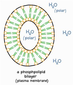 Phosphate head and fatty acid tails