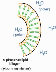 Phospholipid bilayer (plasma membrane)