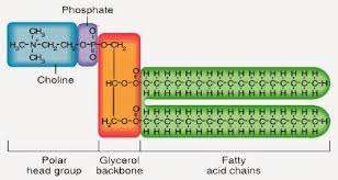 Structure of progesterone