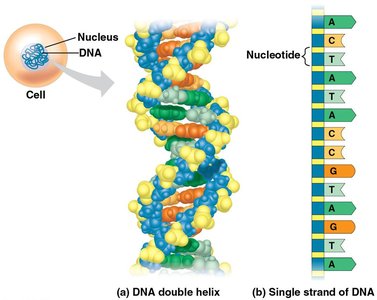 DNA double helix and nucleotides