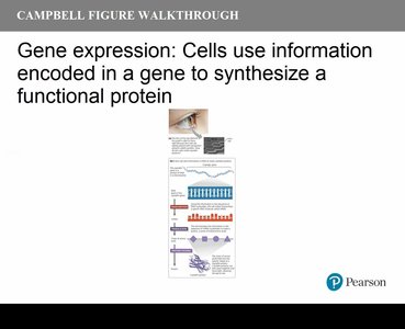 Gene expression walkthrough