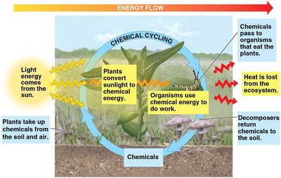 Energy flow and chemical cycling