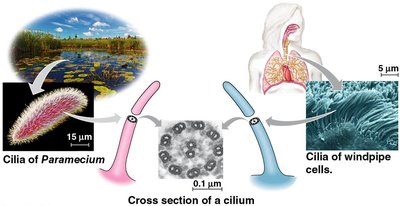 Cilia structure in different organisms