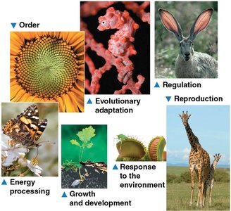 Properties of life