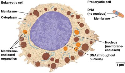 Eukaryotic vs. prokaryotic cells