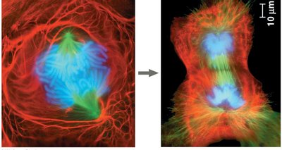Cell division