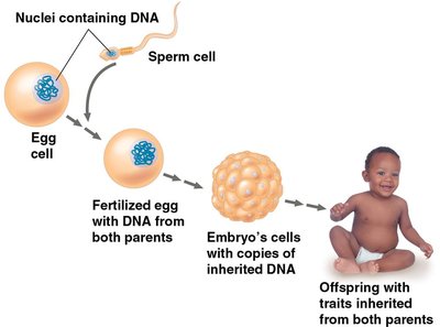 DNA inheritance