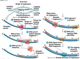 Okazaki fragment synthesis and joining