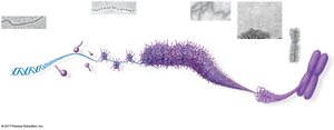 Levels of DNA packaging in eukaryotic chromosomes