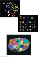 Chromosome territories in the nucleus