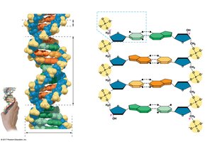 DNA double helix structure