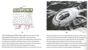 Surface pores of Marchantia