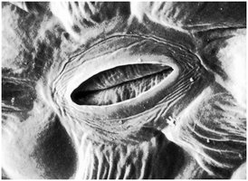 Stomata structure