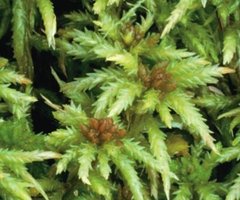 Multicellular embryo