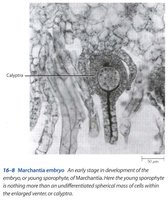 Embryo with sterile jacket