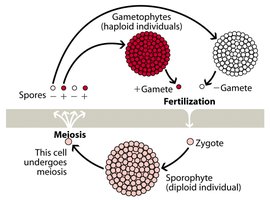 Alternation of generations diagram