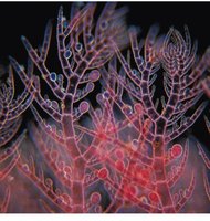 Plastid derived from primary endosymbiosis