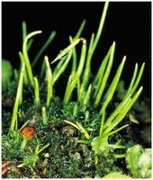 Liverworts